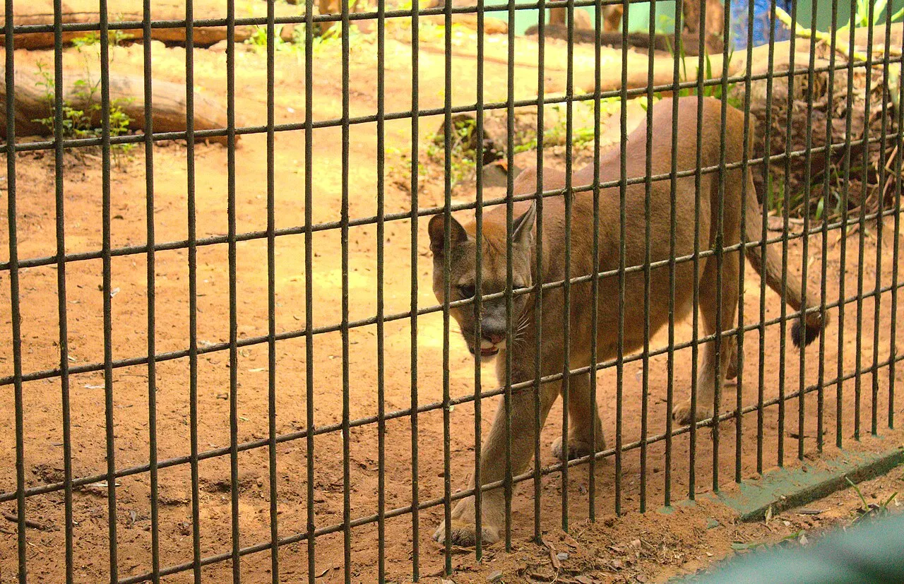 Zoológico Municipal de Cascavel, Cascavel, Paraná, Brazil