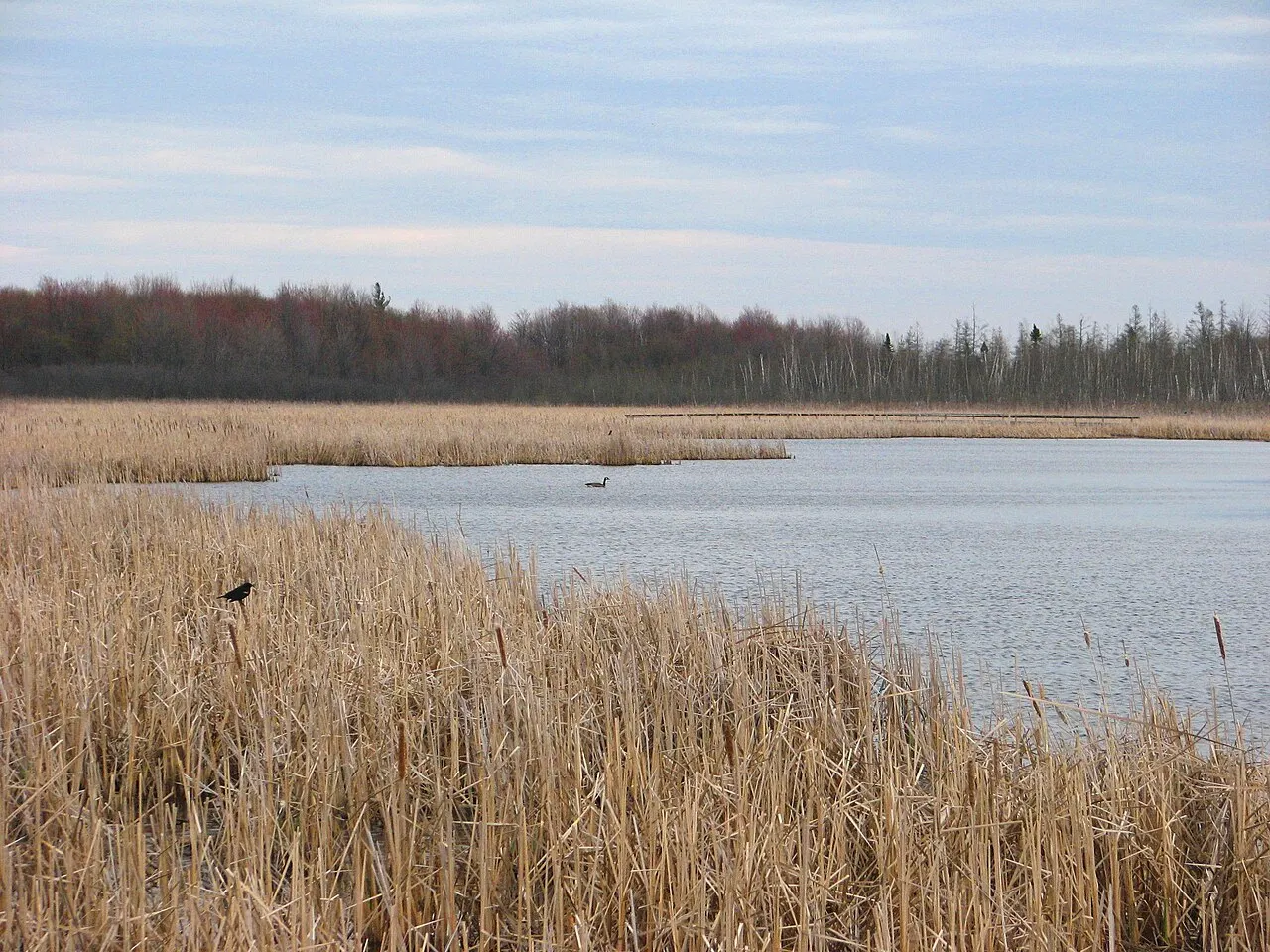 Mer Bleue Conservation Area, Ottawa, Ontario, Canada