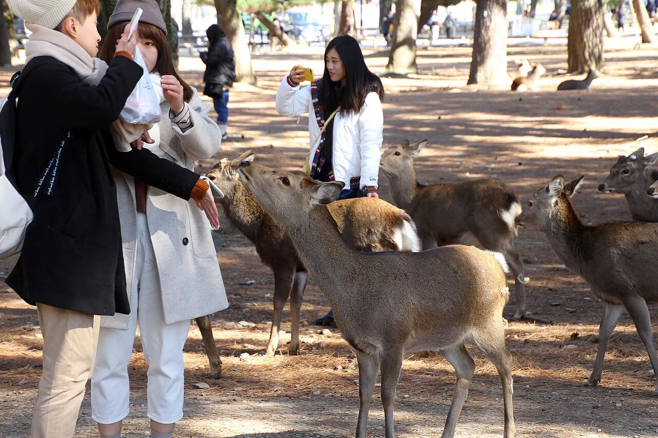 Nara Park, Nara, Nara, Japan
