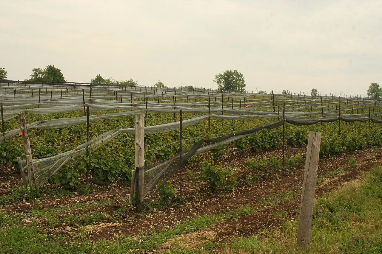 Norman Hardie Winery and Vineyard, Prince Edward County, Ontario, Canada