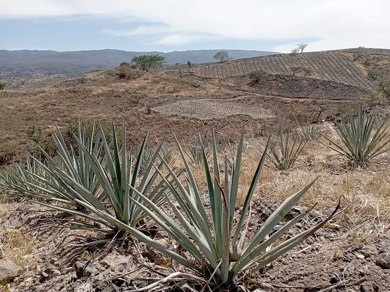 Agave Landscape and Ancient Industrial Facilities of Tequila, Tequila, Jalisco, Mexico