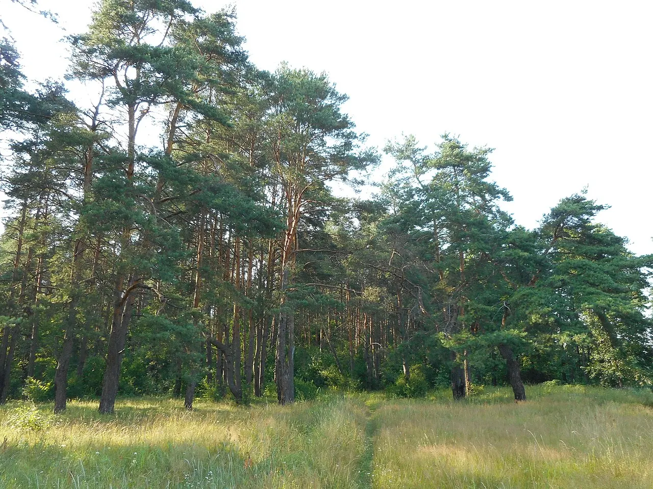 Kaluga Bor, Kaluga, Kaluga Oblast, Russia