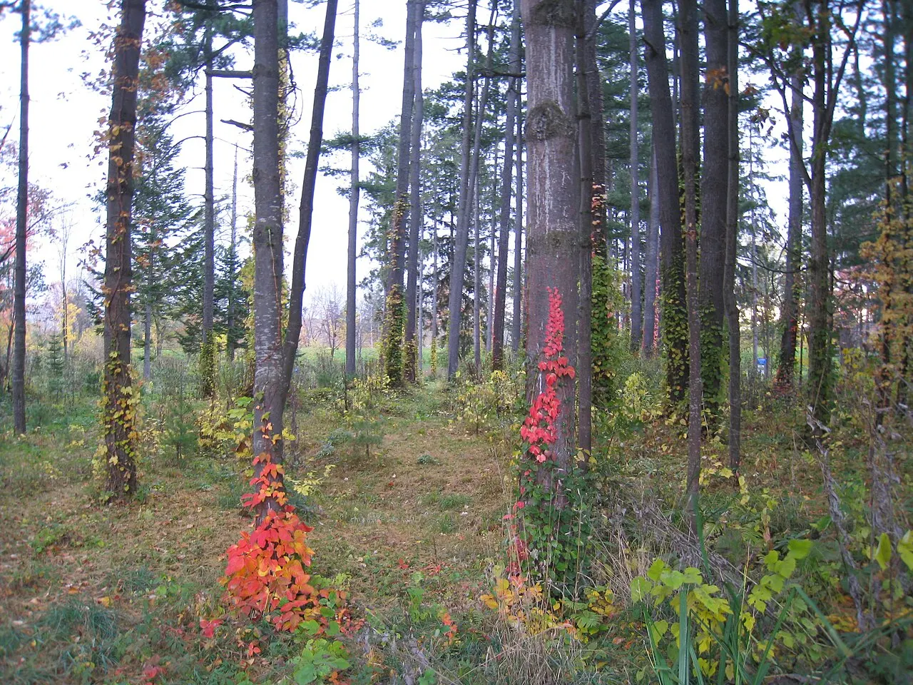 Foreign Tree Species Sample Forest, Asahikawa, Hokkaido, Japan