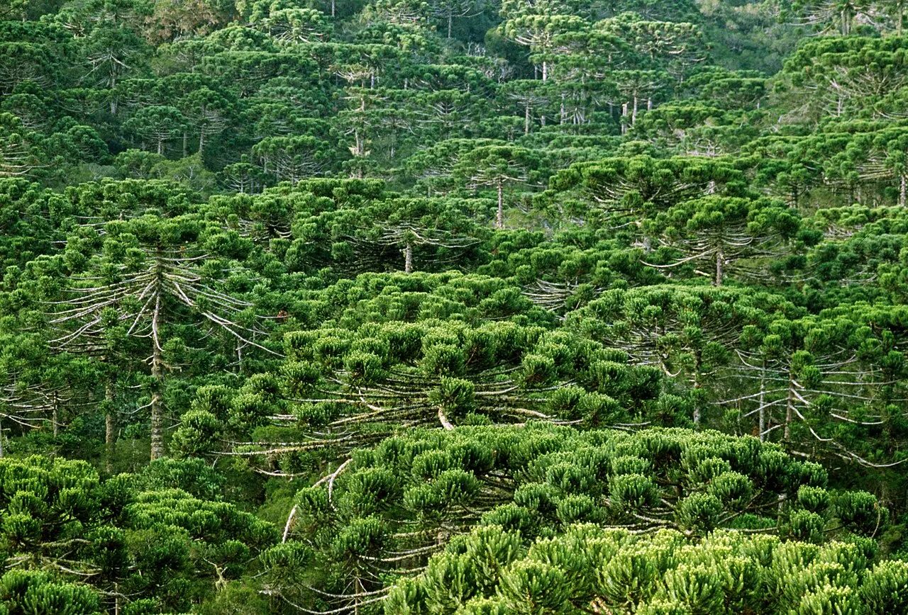 Campos do Jordão, Taubaté, São Paulo, Brazil