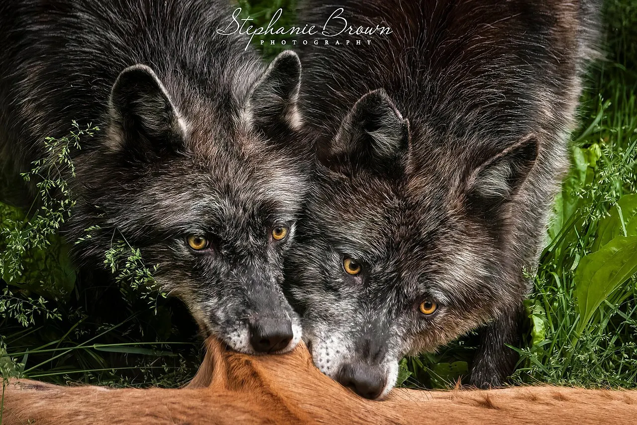 Haliburton Forest and Wild Life Reserve, Haliburton Highlands, Ontario, Canada