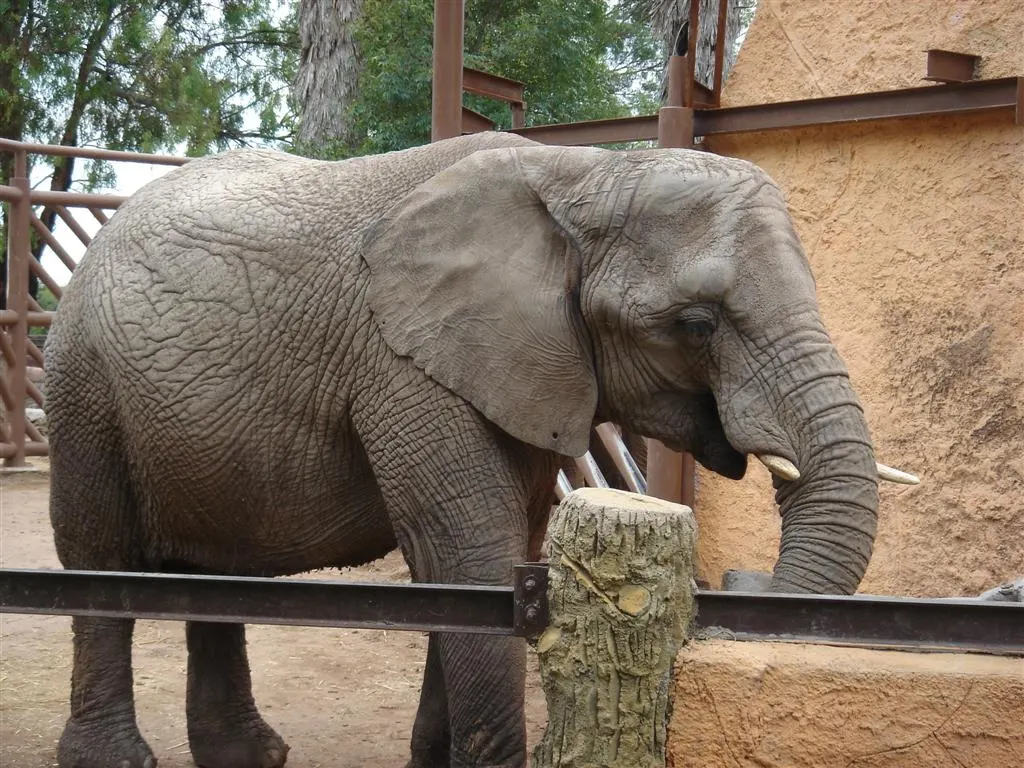 Zoológico de León, León, Guanajuato, Mexico