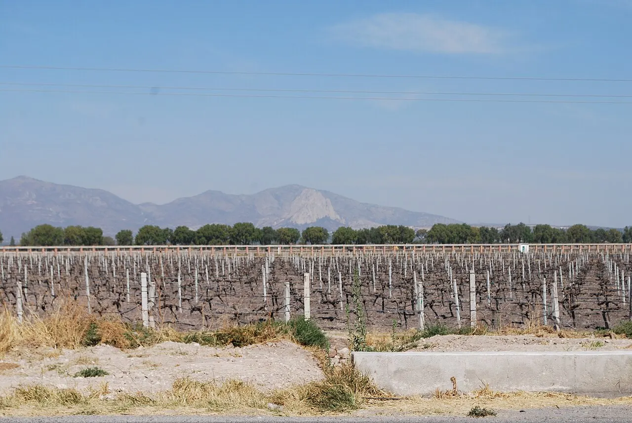 Freixenet México winery, Peña de Bernal, Querétaro, Mexico