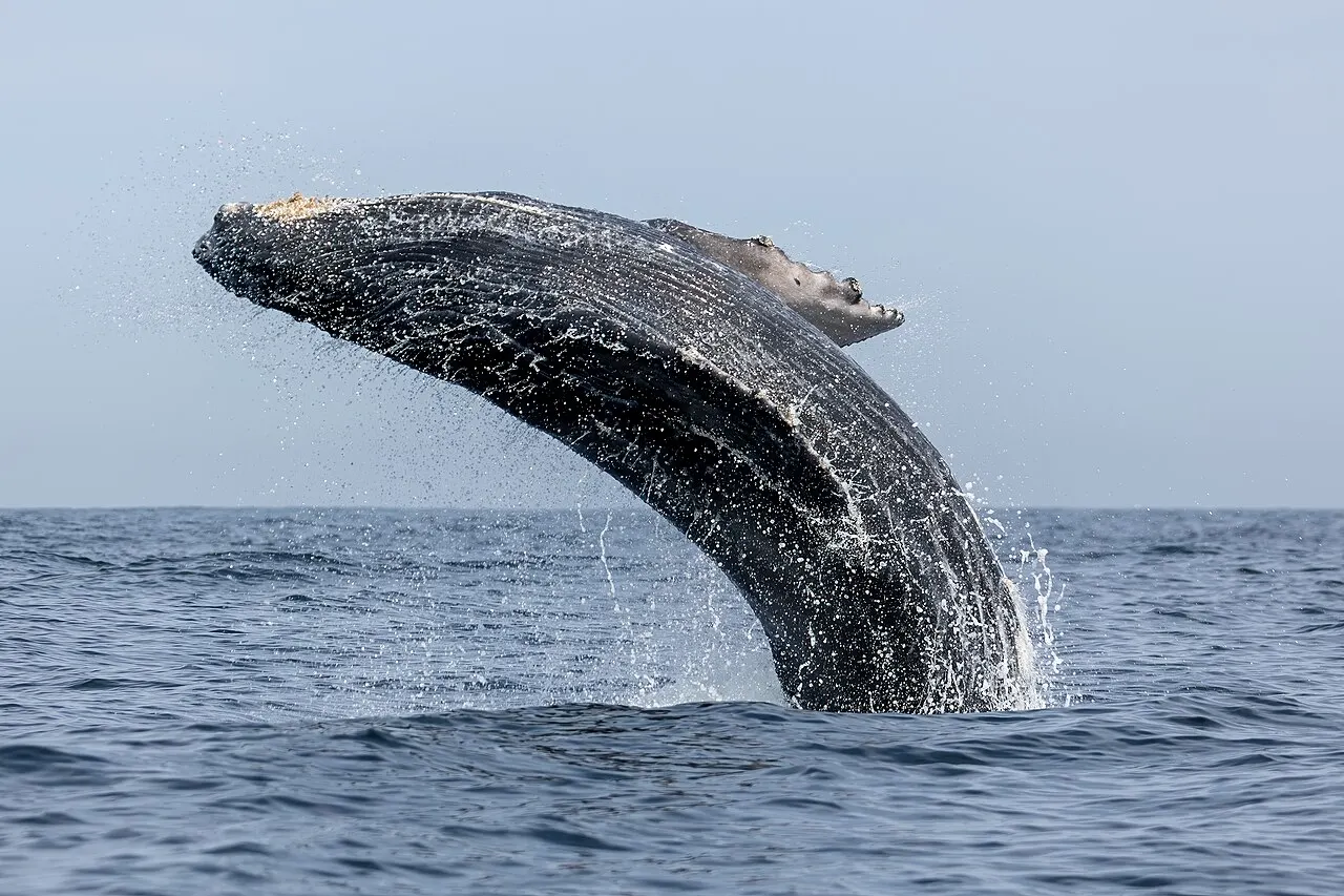 Whale watching from Punta de Mita, Punta de Mita, Nayarit, Mexico