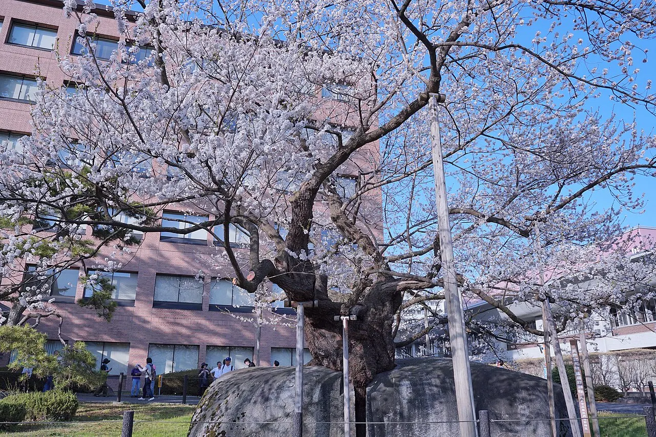 Ishiwari-zakura, Morioka, Iwate, Japan