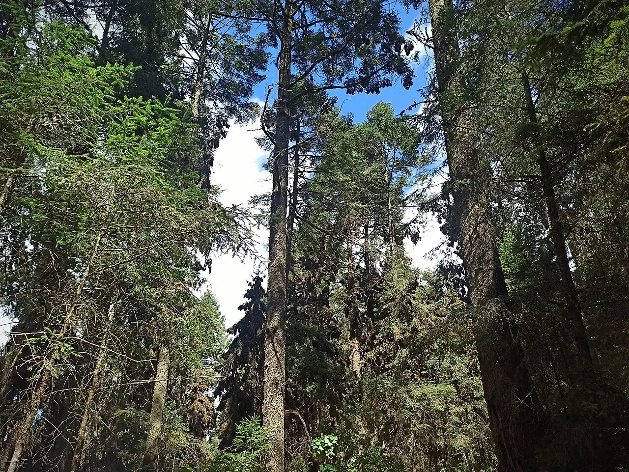 Ocampo Michoacán, Monarch Butterfly Biosphere Reserve, Michoacán, Mexico