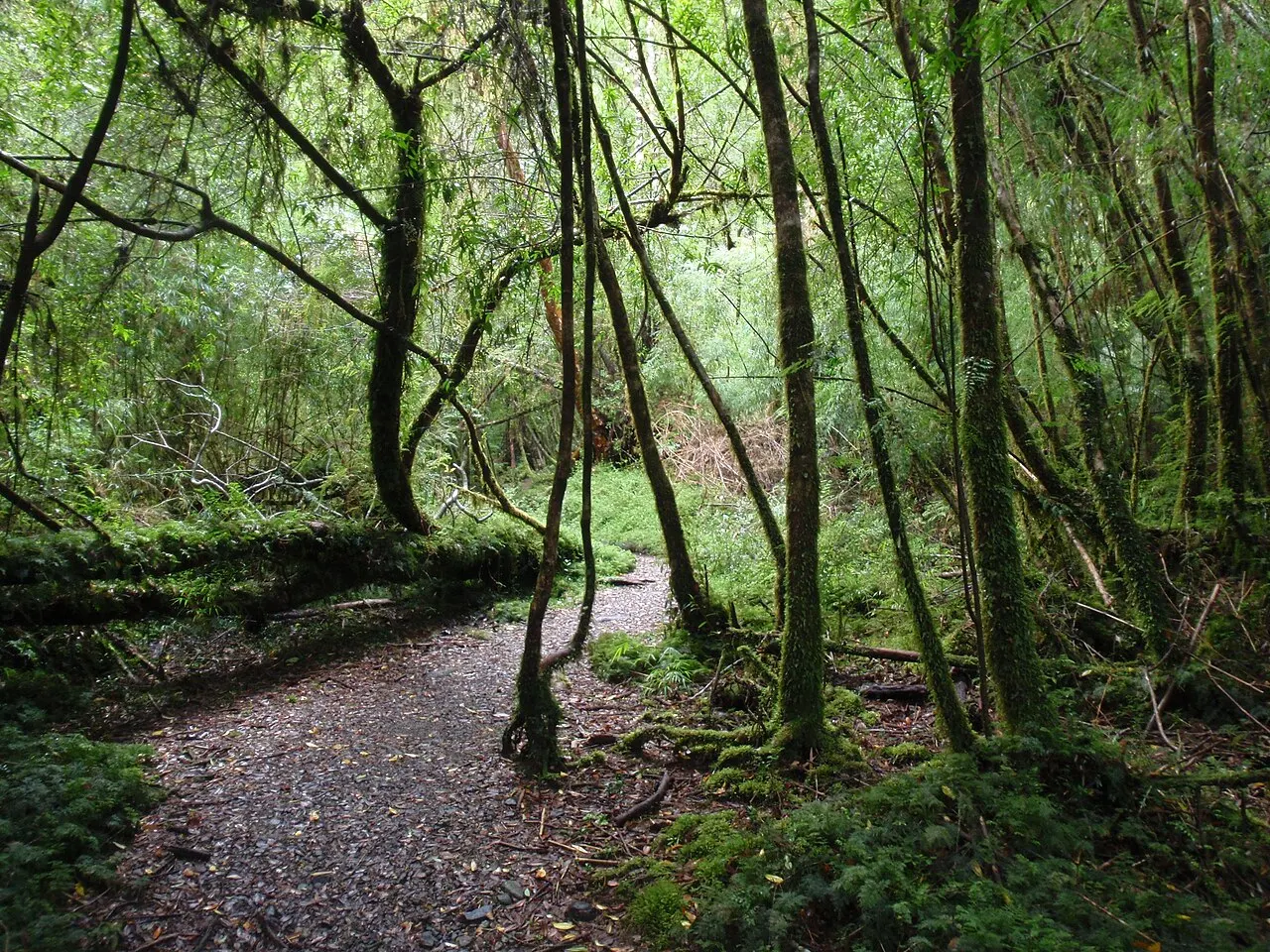 Alerce Andino National Park, Puerto Montt, Los Lagos Region, Chile