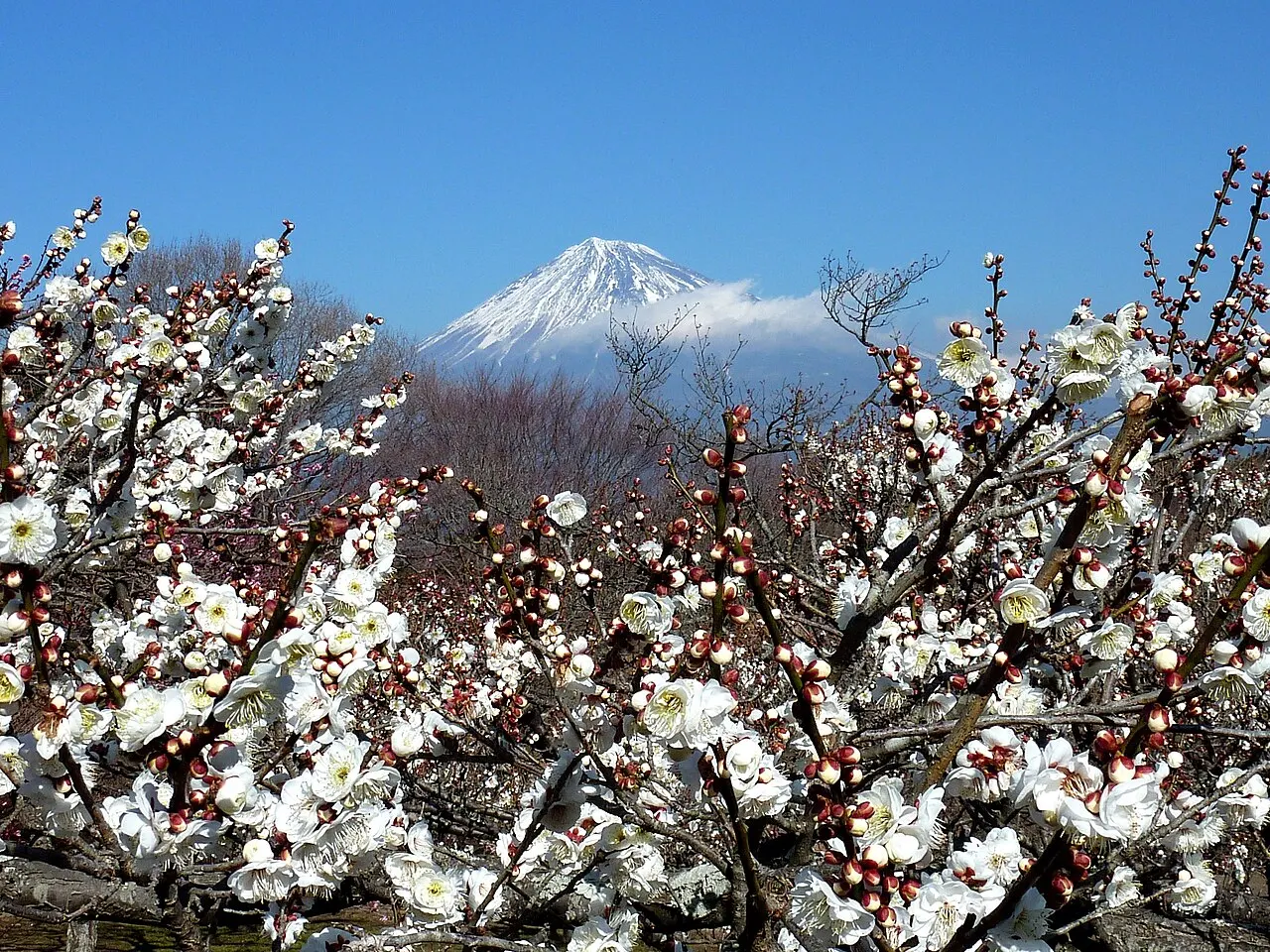 Iwamotoyama Park, Fuji, Shizuoka, Japan