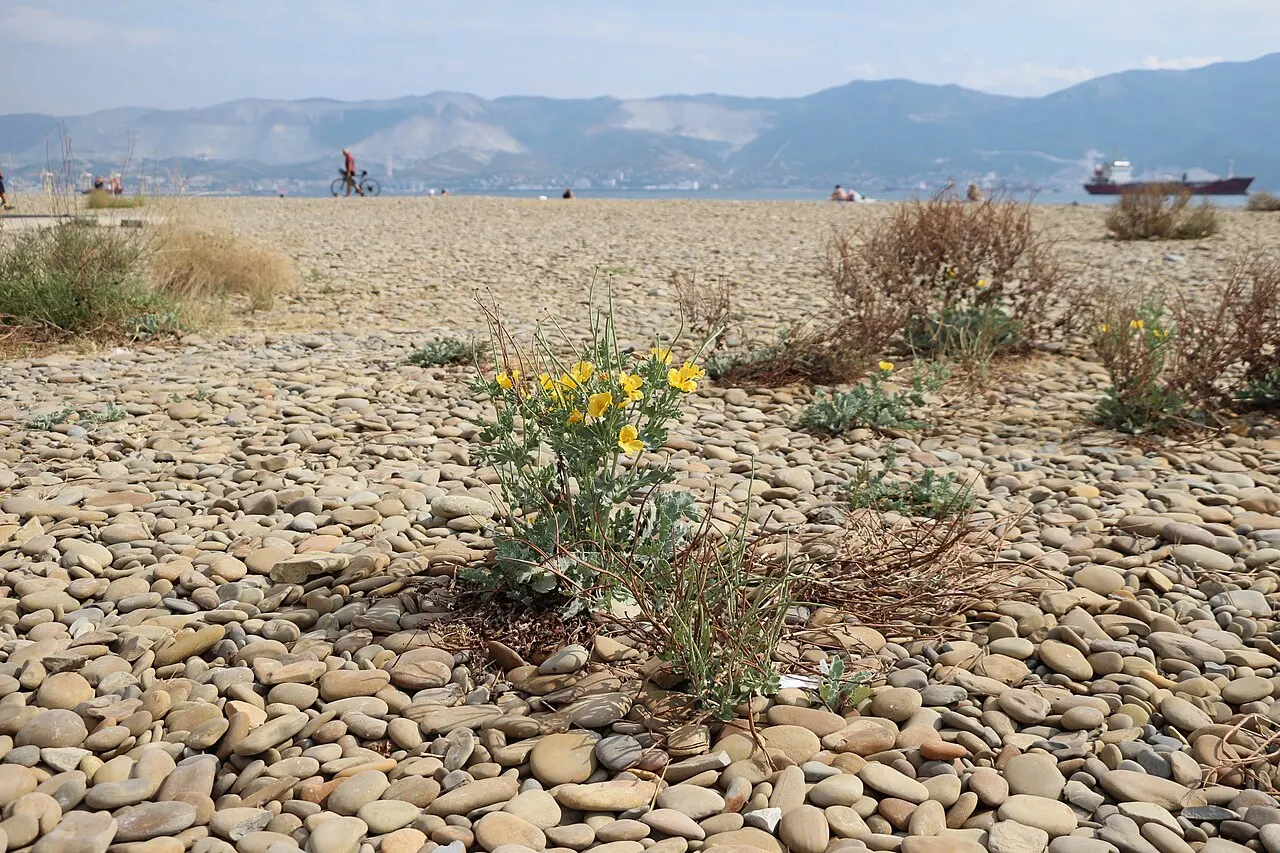Sudzhuk Spit, Novorossiysk, Krasnodar Krai, Russia