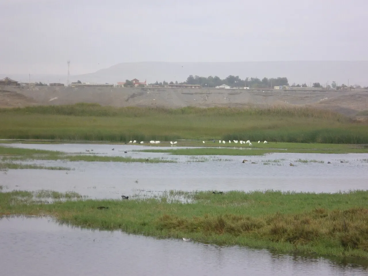 Lluta River Wetland, Arica, Arica y Parinacota Region, Chile
