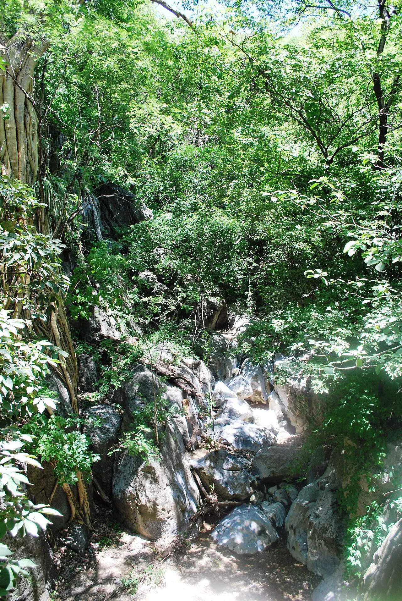 Limontitla Botanical Garden, Grutas de Cacahuamilpa, Guerrero, Mexico