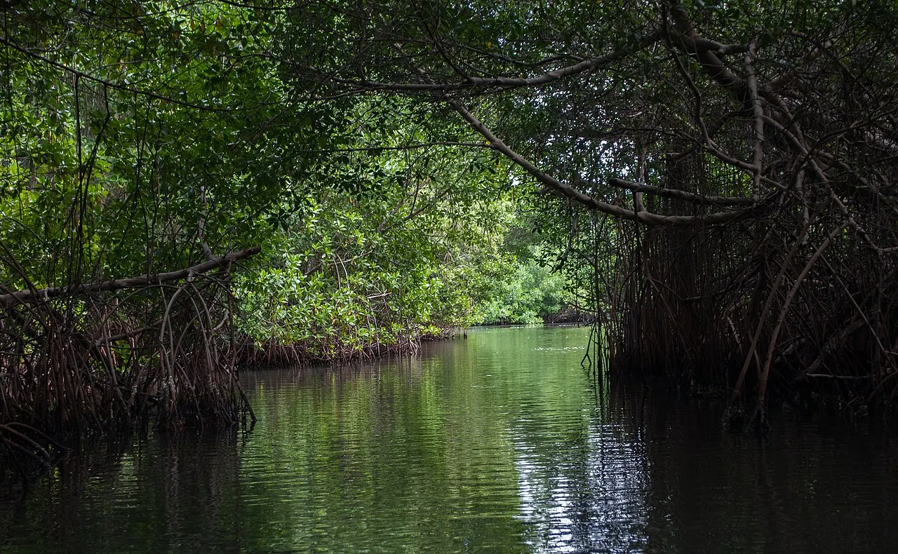 Laguna de La Restinga, Porlamar, Nueva Esparta, Venezuela