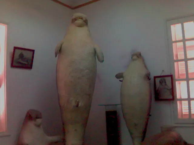 Hurghada Marine Museum, Hurghada, Red Sea, Egypt