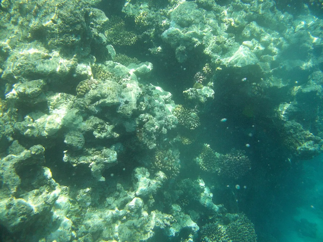 Coral Reefs of Hurghada, Hurghada, Red Sea, Egypt