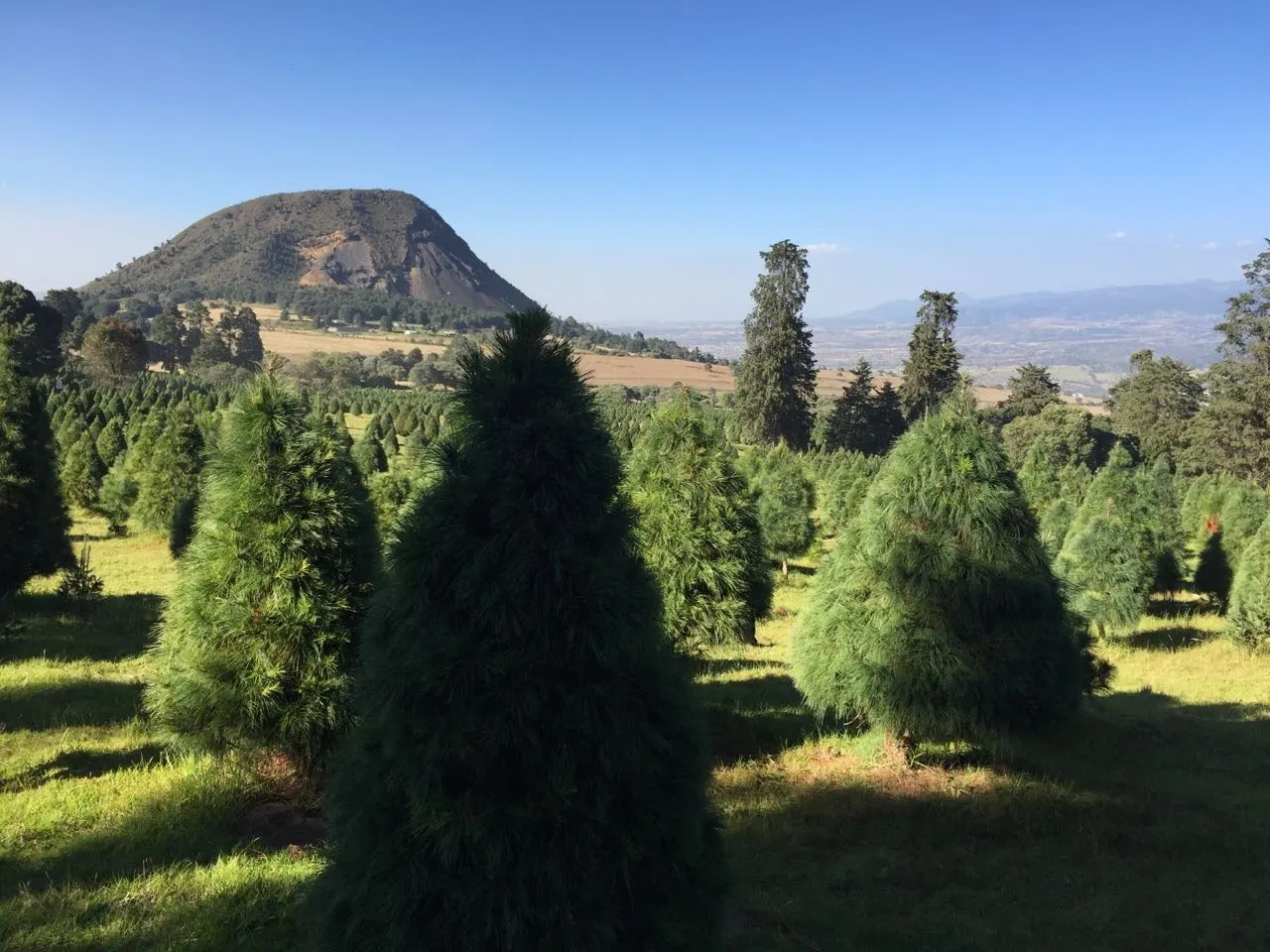 Bosque de los Árboles de Navidad, Izta-Popo National Park, State of Mexico, Mexico