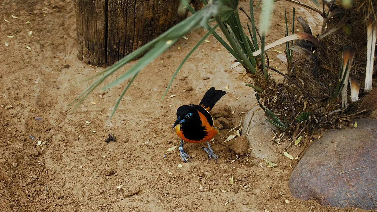 El Paso Zoo, El Paso, Texas, United States