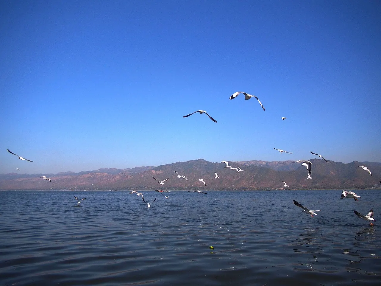 Inlay Lake Wetland Sanctuary, Nyaungshwe, Shan State, Myanmar