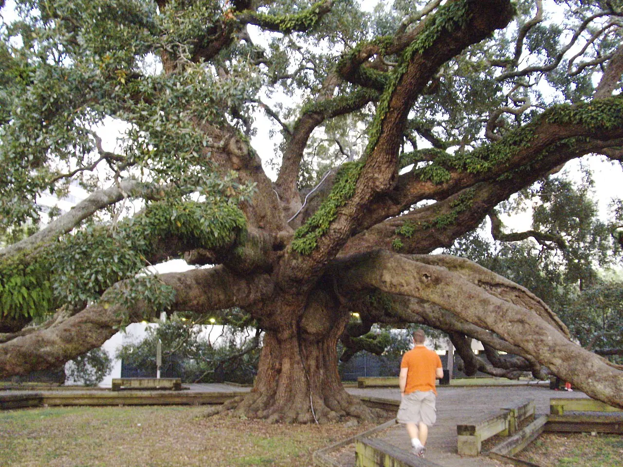 Treaty Oak, Jacksonville, Florida, United States