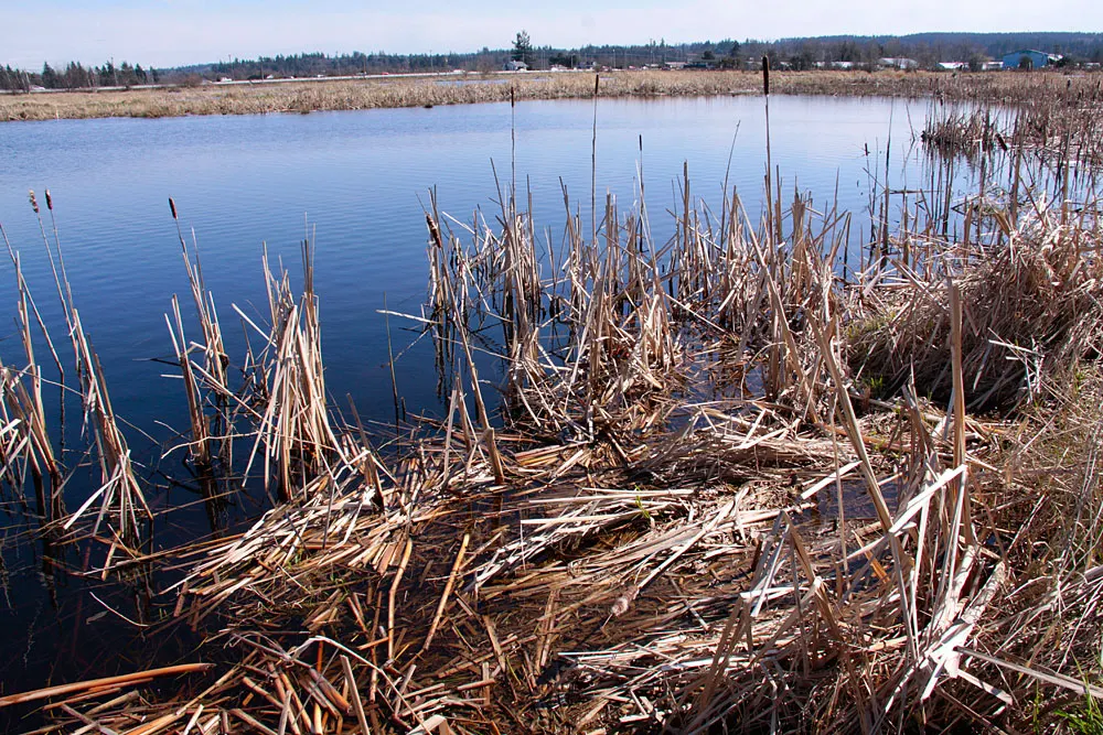 Serpentine Fen, Surrey, British Columbia, Canada