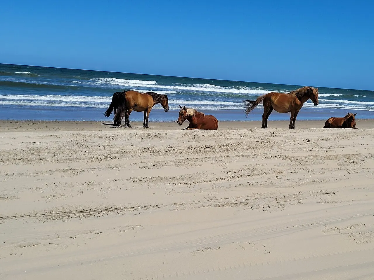 The Corolla wild horses, Outer Banks, North Carolina, United States