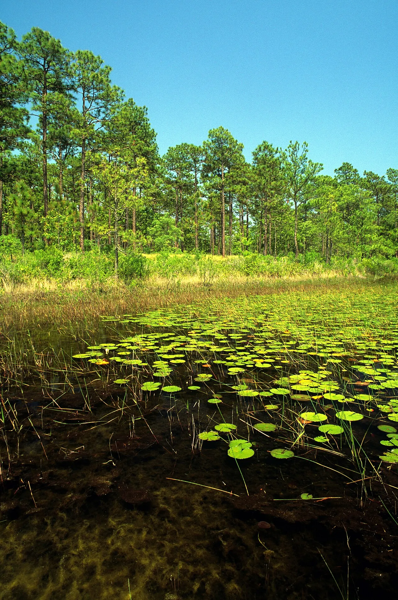 Croatan National Forest, New Bern, North Carolina, United States