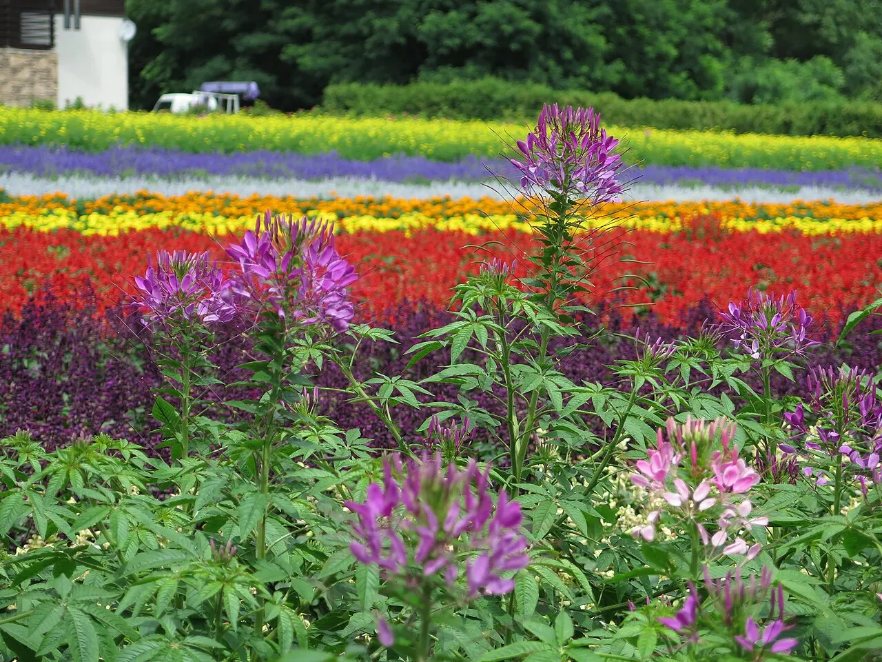 Farm Tomita and the Furano flower fields, Hokkaido, Japan