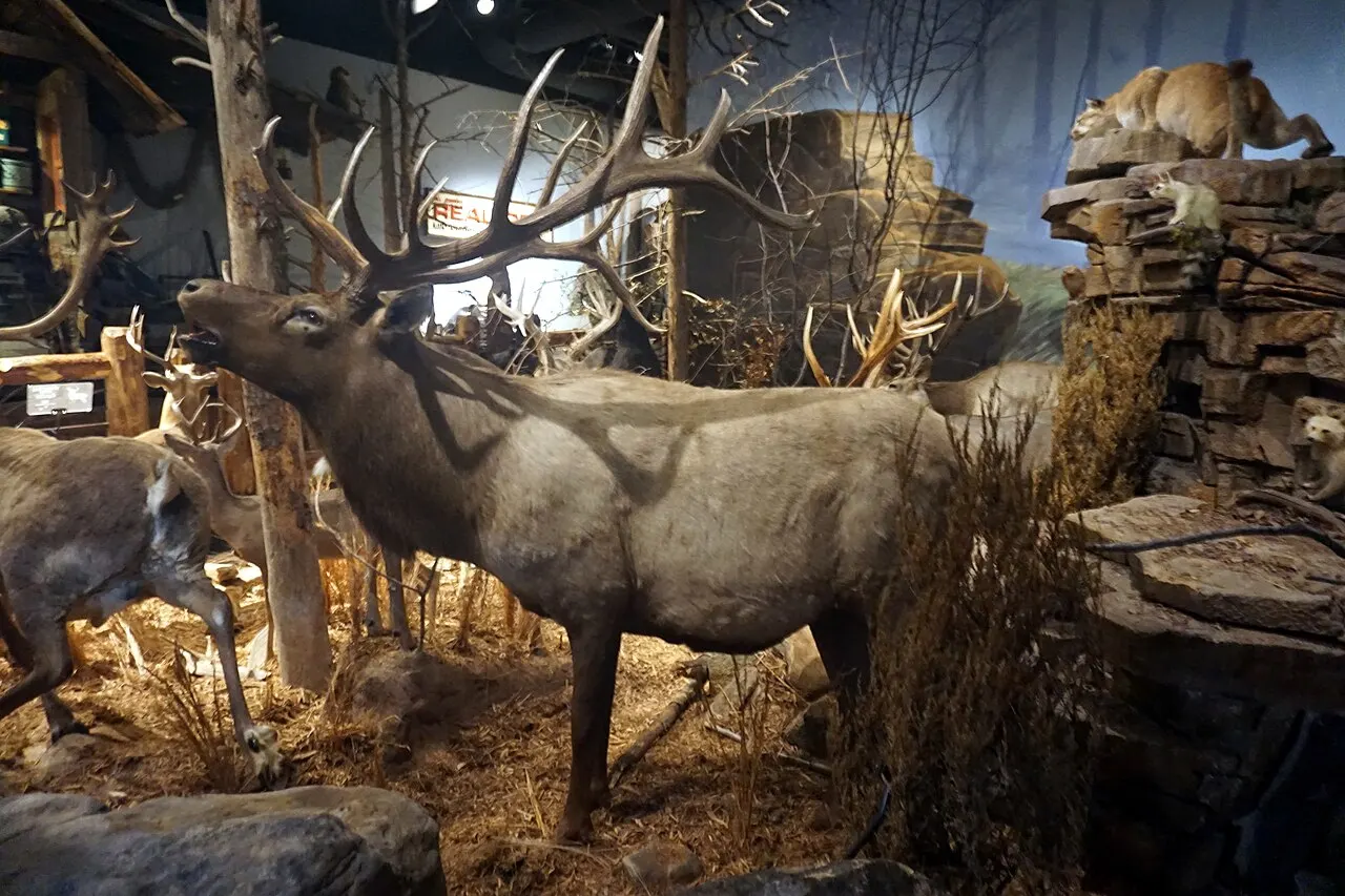 Richard Childress Racing Museum, Lexington, North Carolina, United States