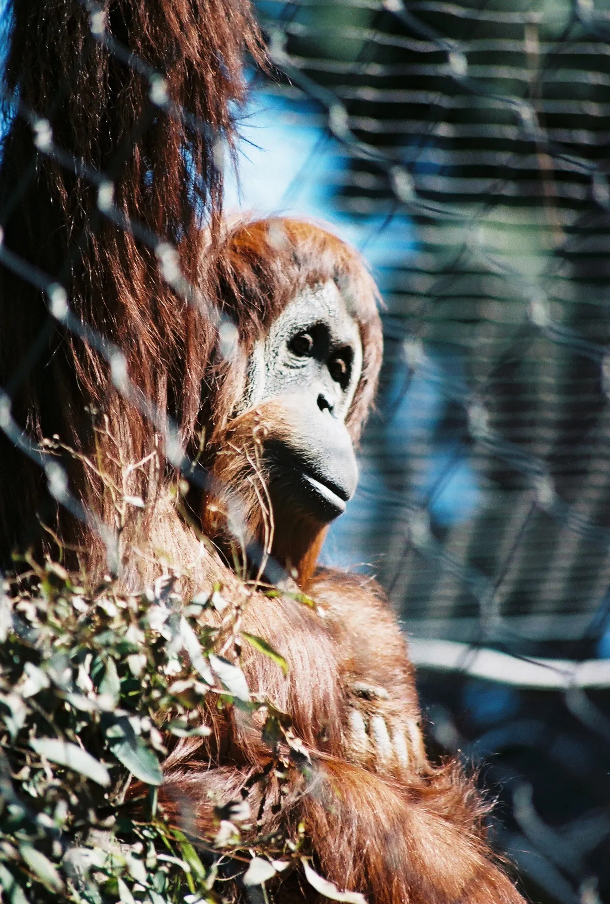Fresno Chaffee Zoo, Fresno, California, United States