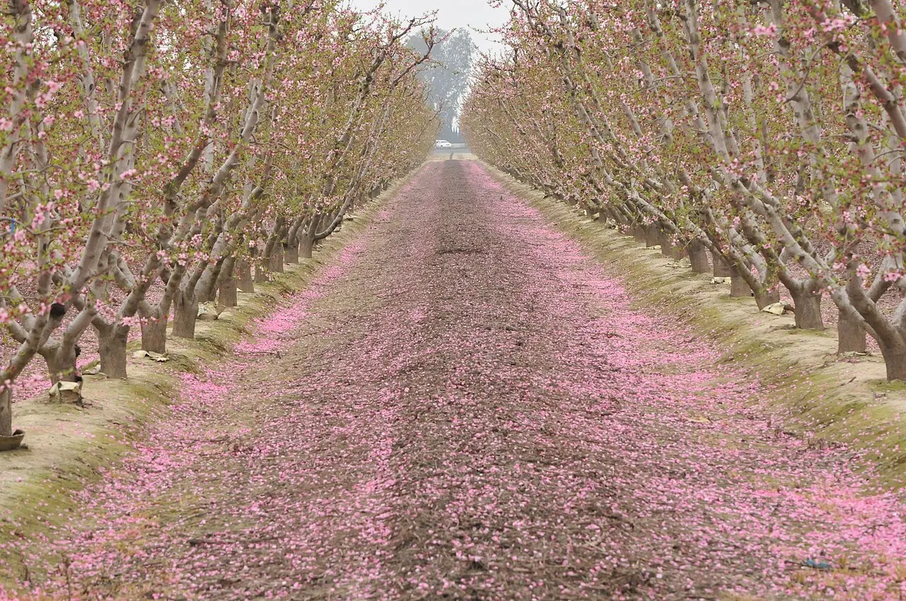 Fresno County Blossom Trail, Fresno, California, United States