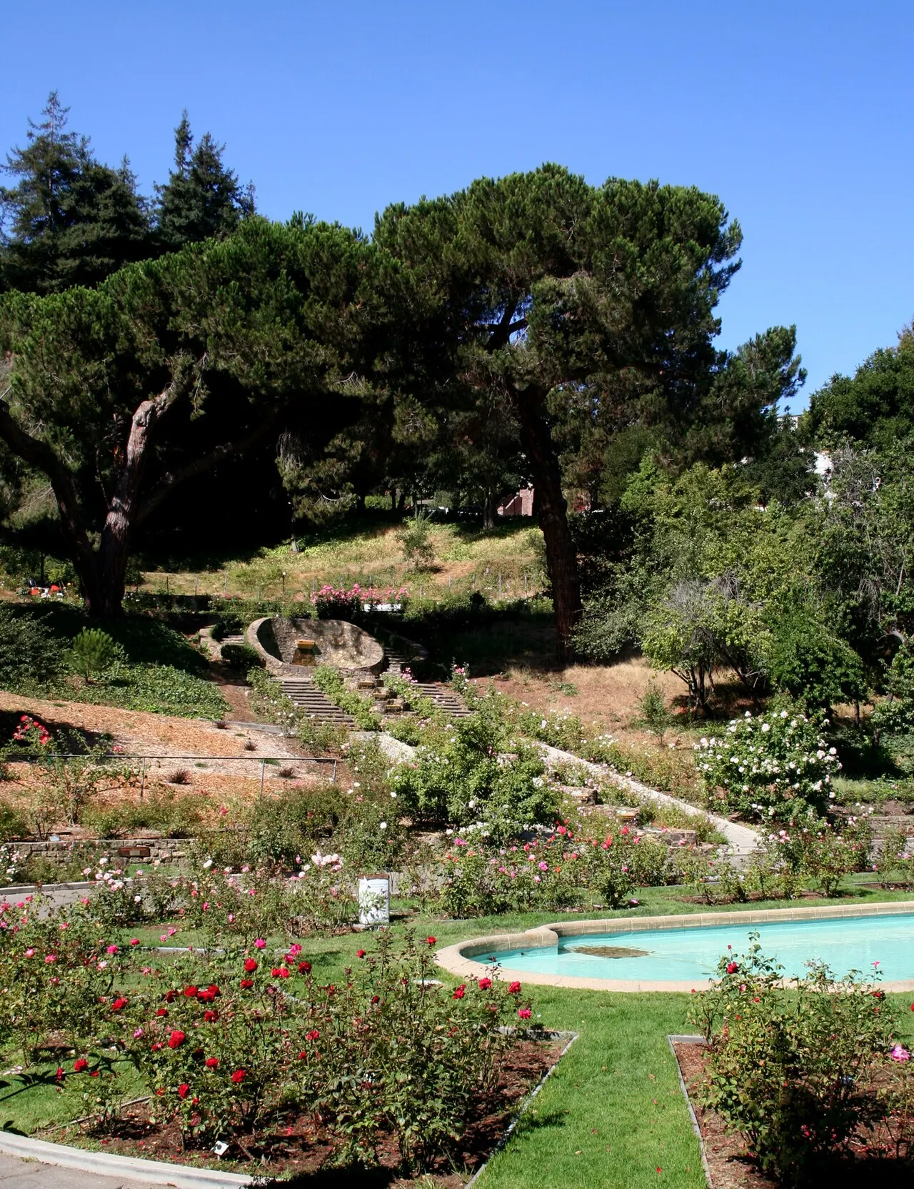 Morcom Rose Garden, Oakland, California, United States
