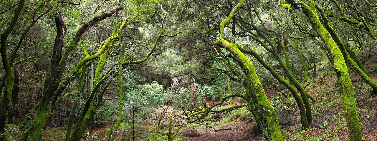 Redwood Regional Park, Oakland, California, United States