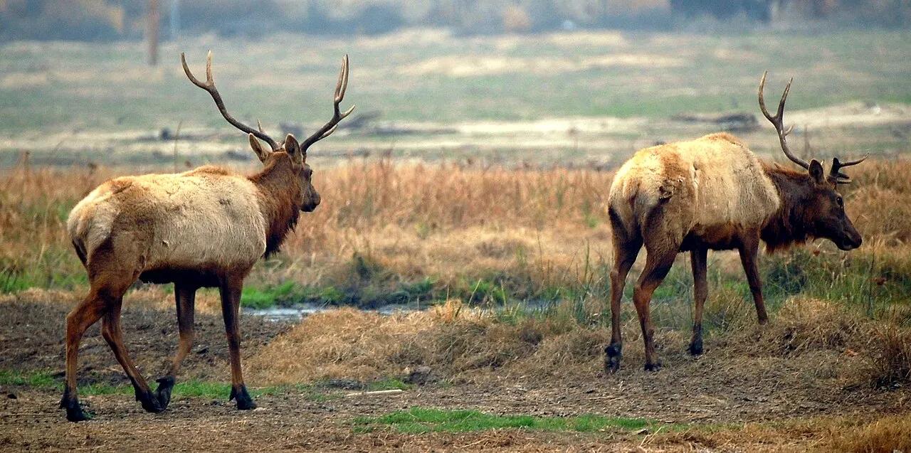 Tule Elk State Natural Reserve, Bakersfield, California, United States