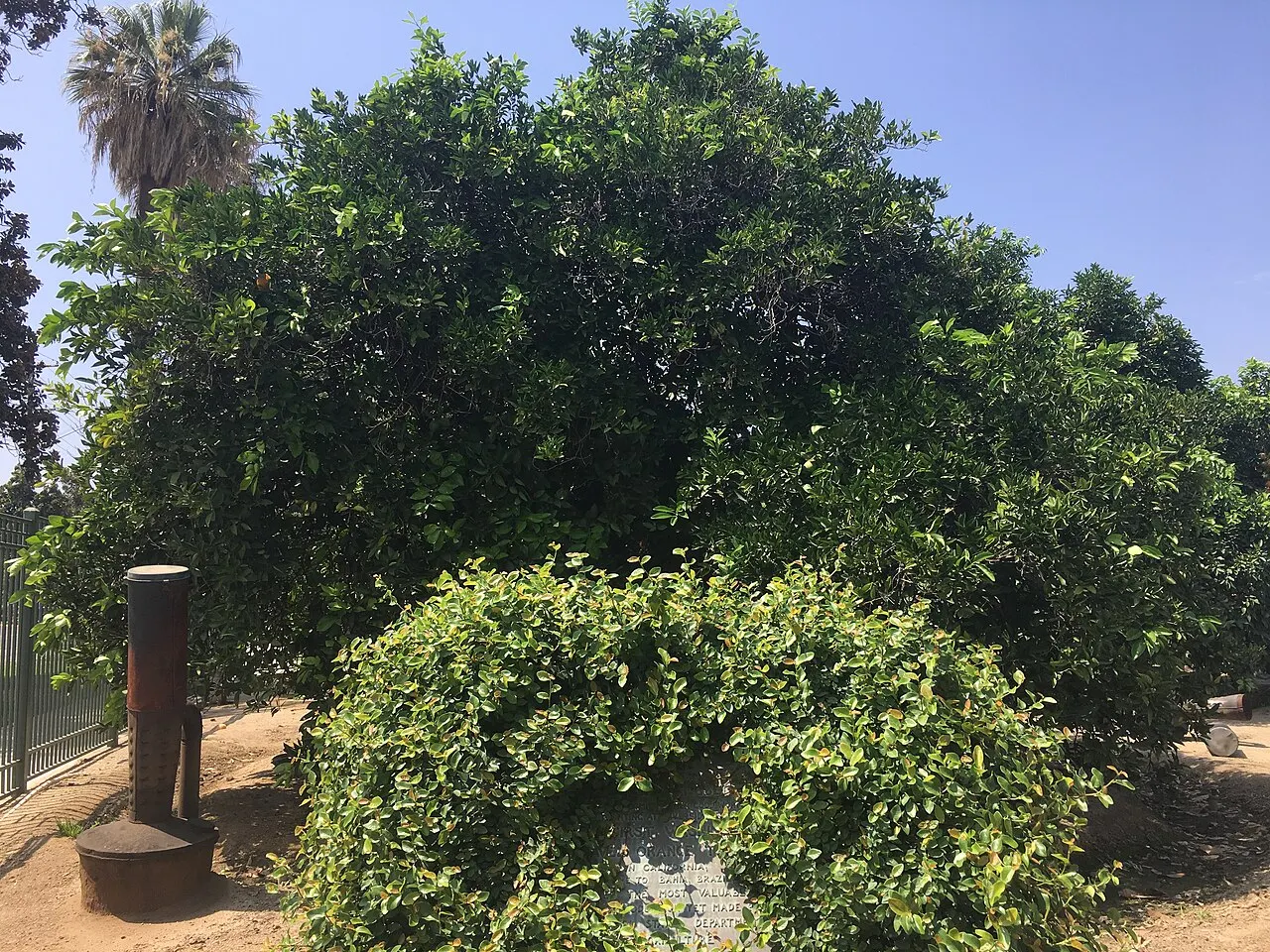 Parent Navel Orange Tree, Riverside, California, United States