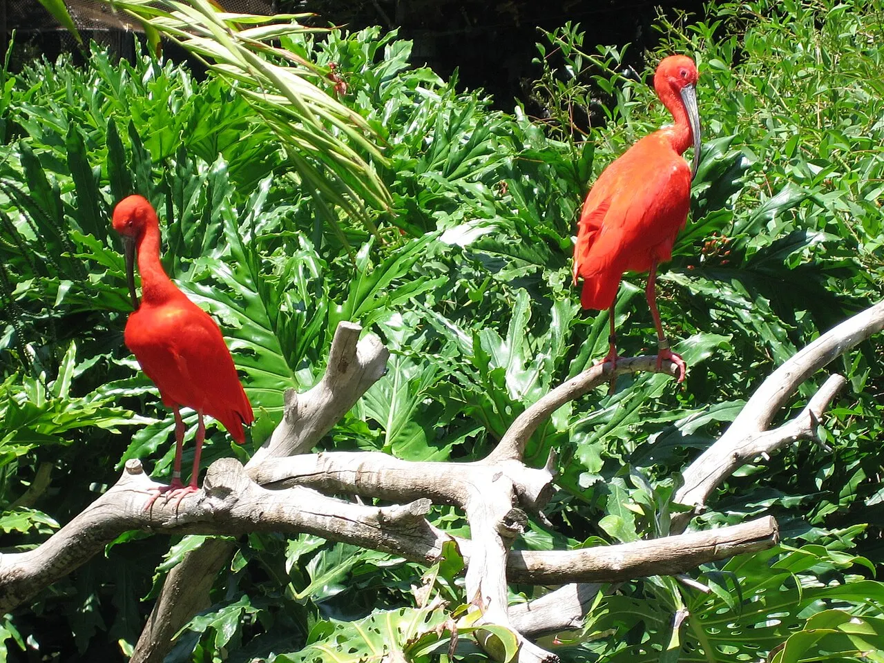Santa Ana Zoo, Santa Ana, California, United States