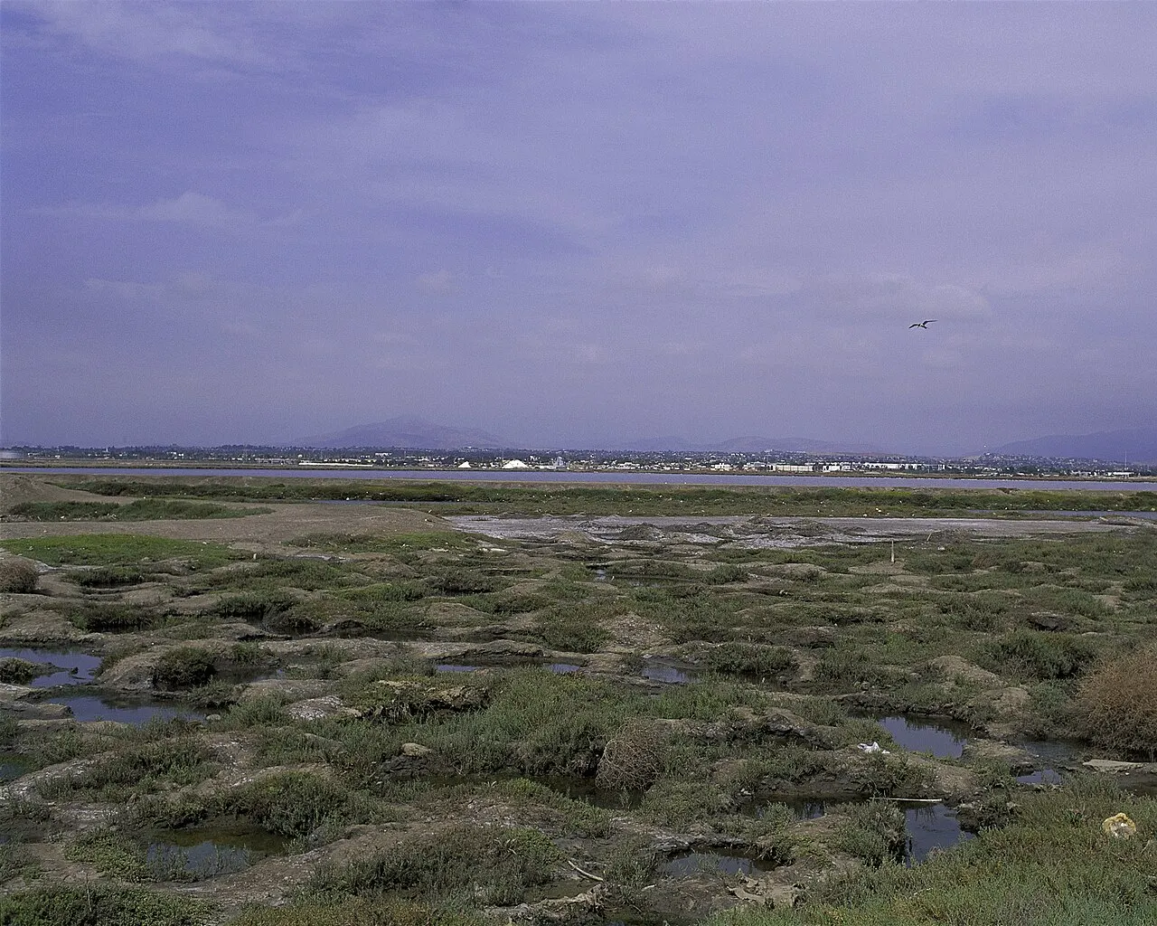 Sweetwater Marsh National Wildlife Refuge, Chula Vista, California, United States