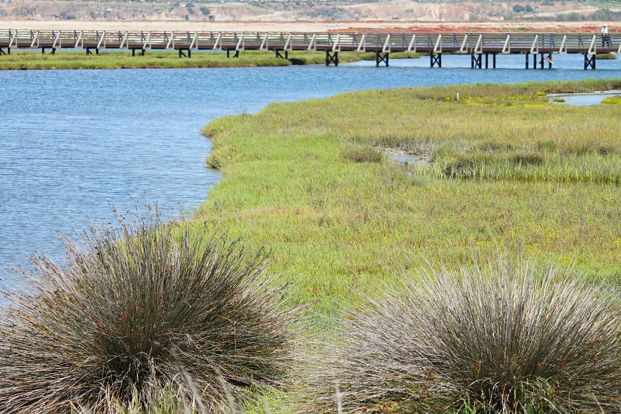 Bolsa Chica Ecological Reserve, Huntington Beach, California, United States