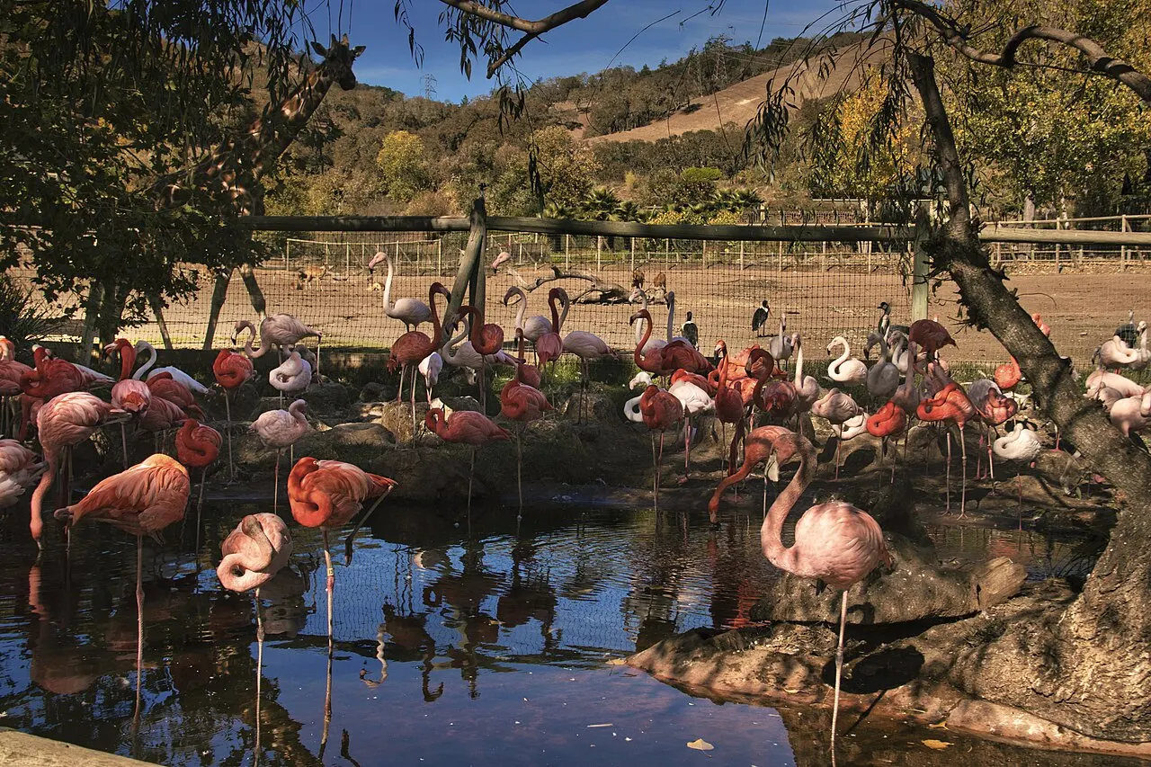 Safari West, Santa Rosa, California, United States