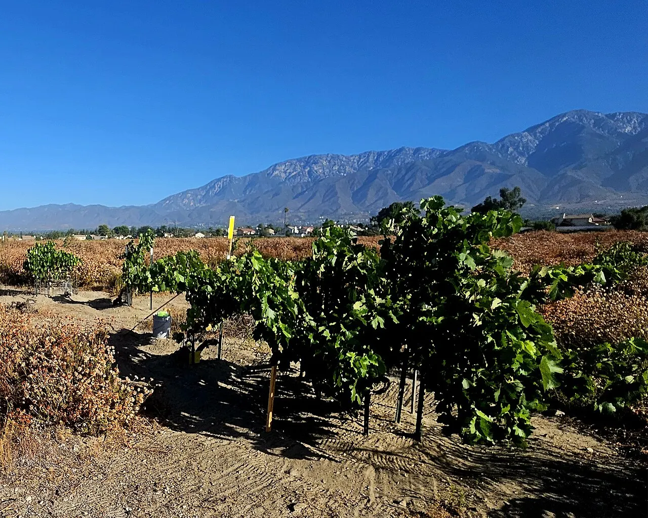 Rancho Cucamonga Central Park, Rancho Cucamonga, California, United States