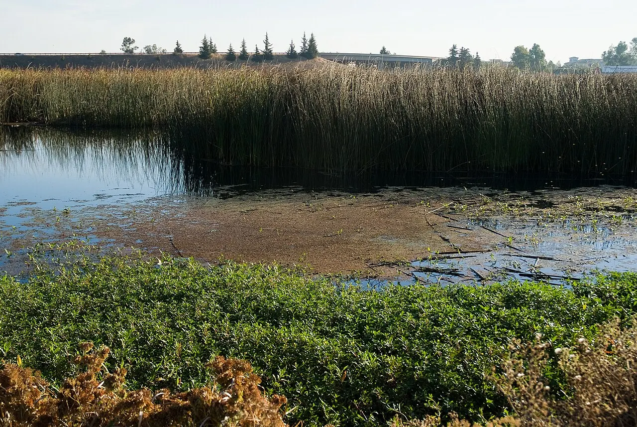 Stone Lakes National Wildlife Refuge, Elk Grove, California, United States
