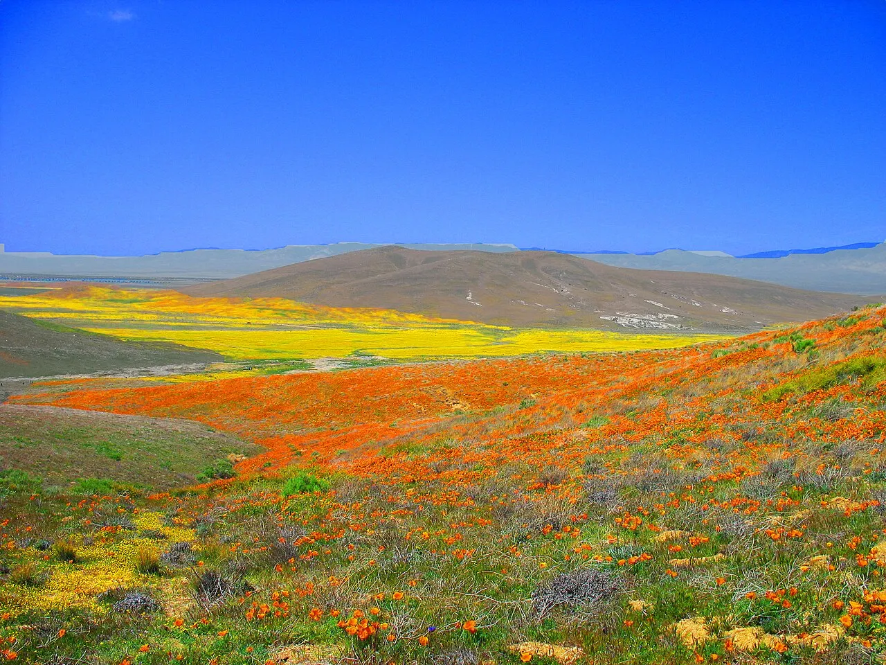 Antelope Valley California Poppy Reserve, Lancaster, California, United States