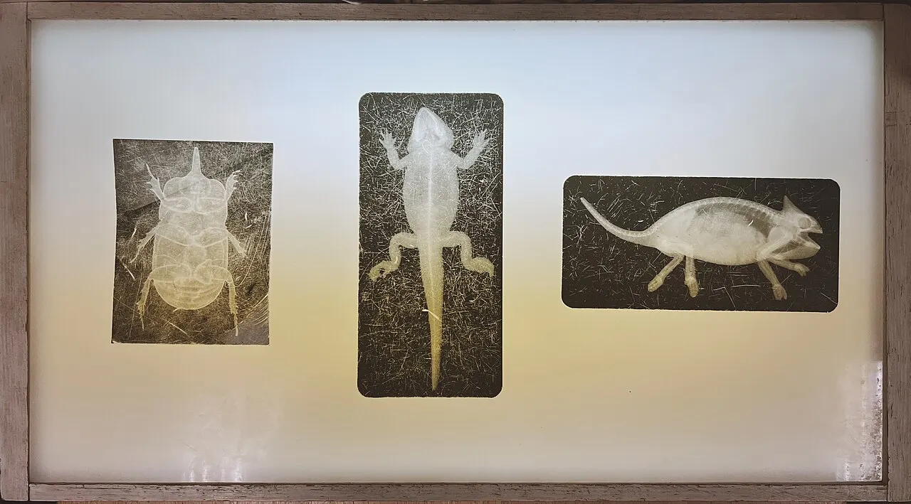 Chico Creek Nature Center, Chico, California, United States