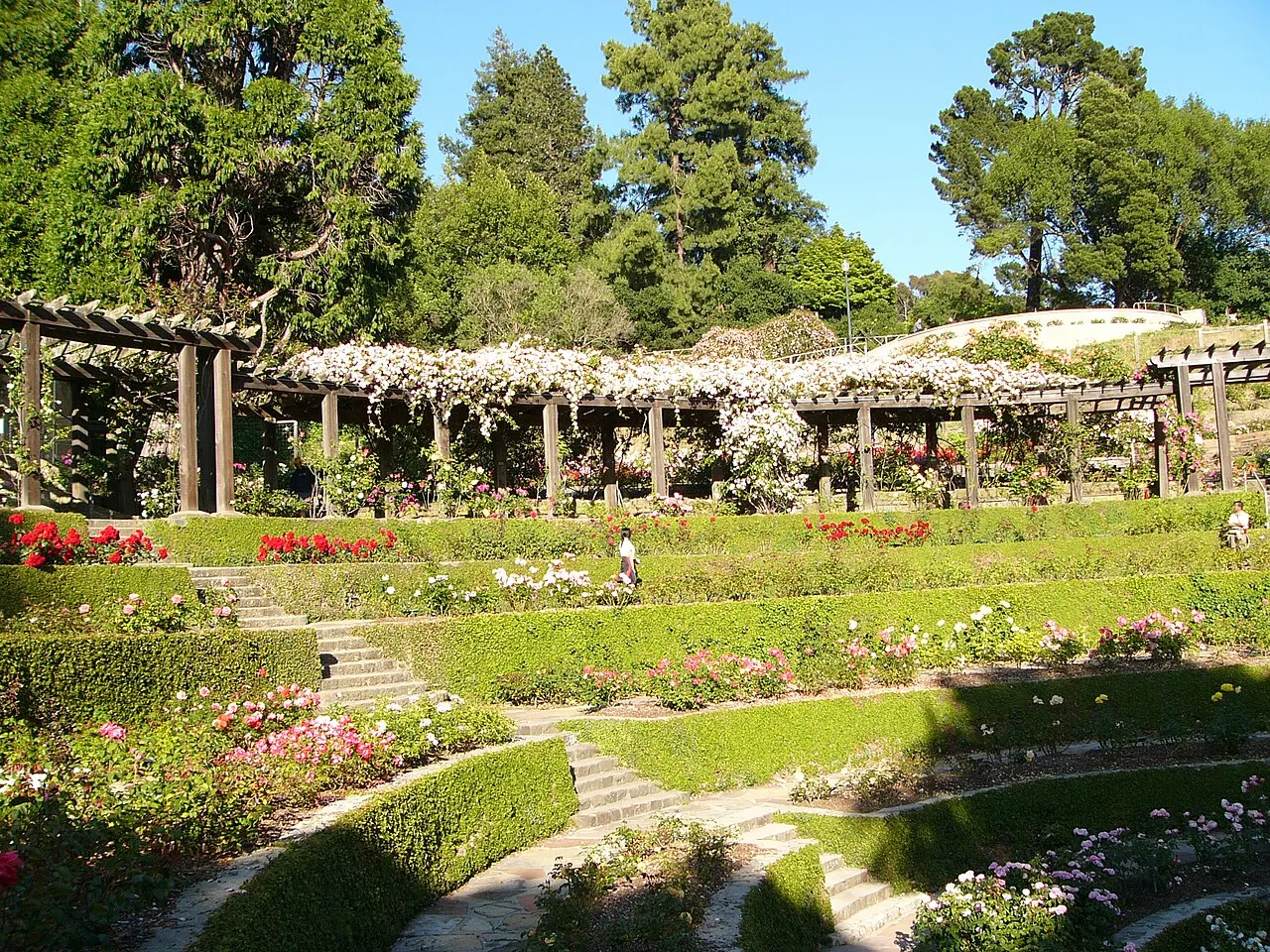 Berkeley Rose Garden, Berkeley, California, United States
