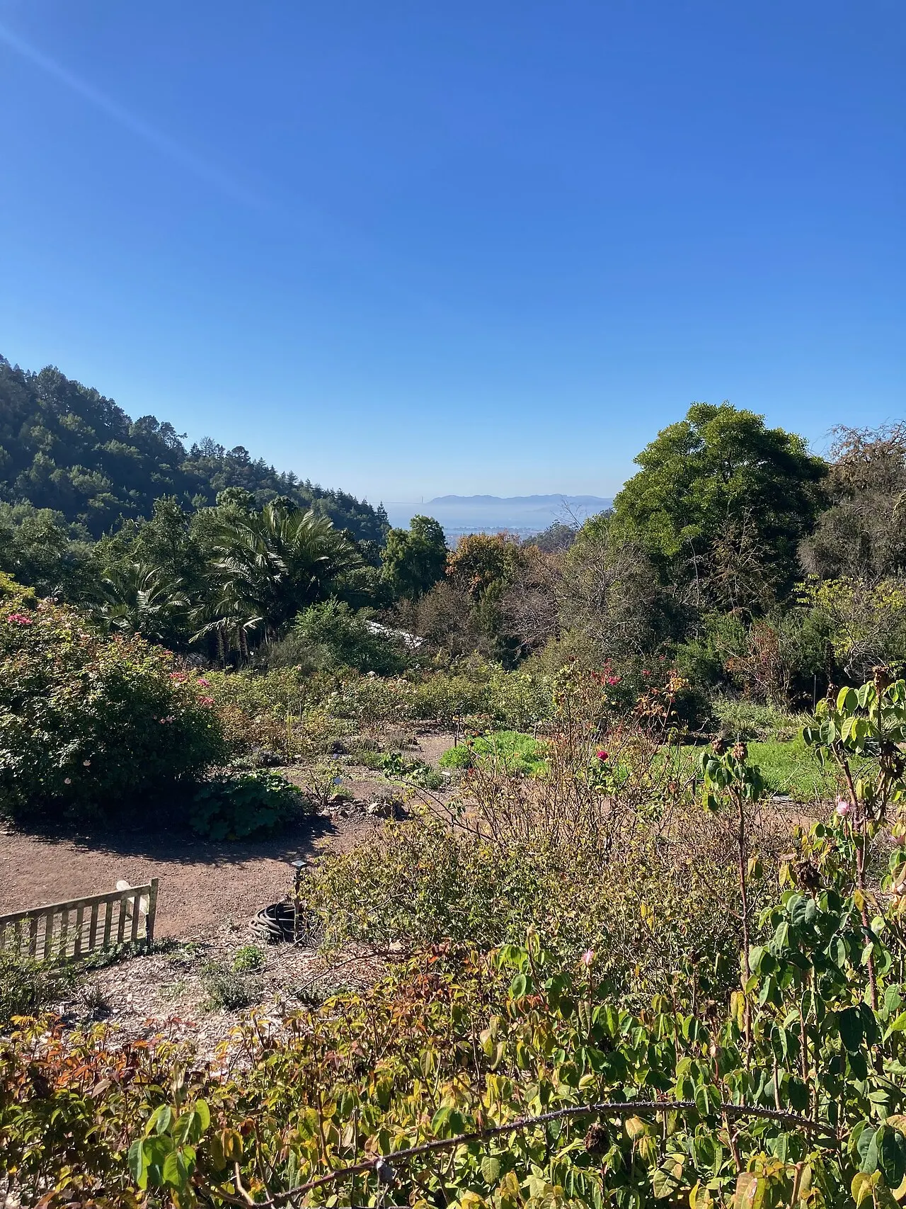 UC Botanical Garden, Berkeley, California, United States