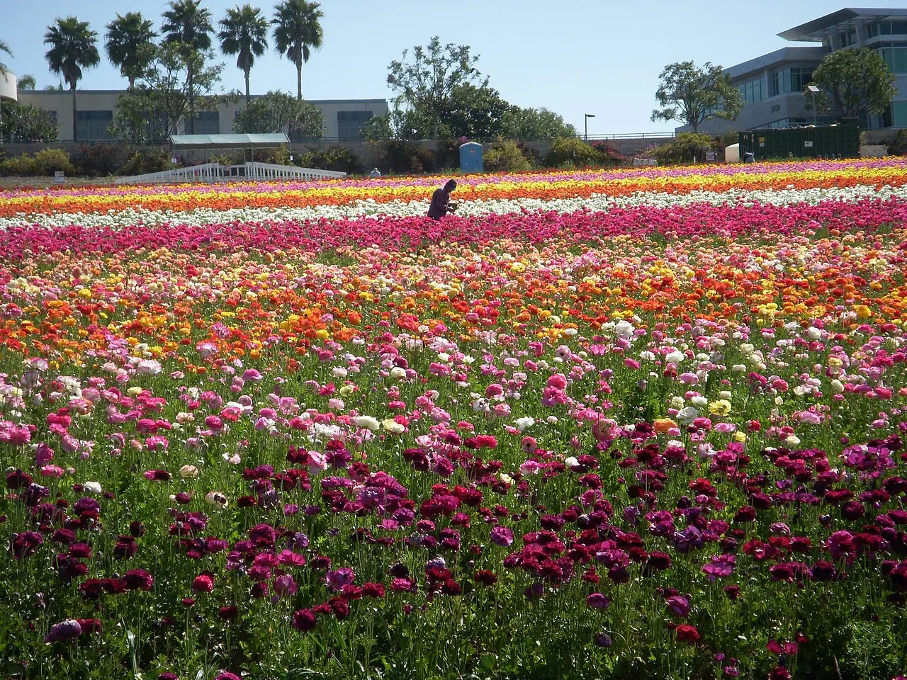 The Flower Fields, Carlsbad, California, United States