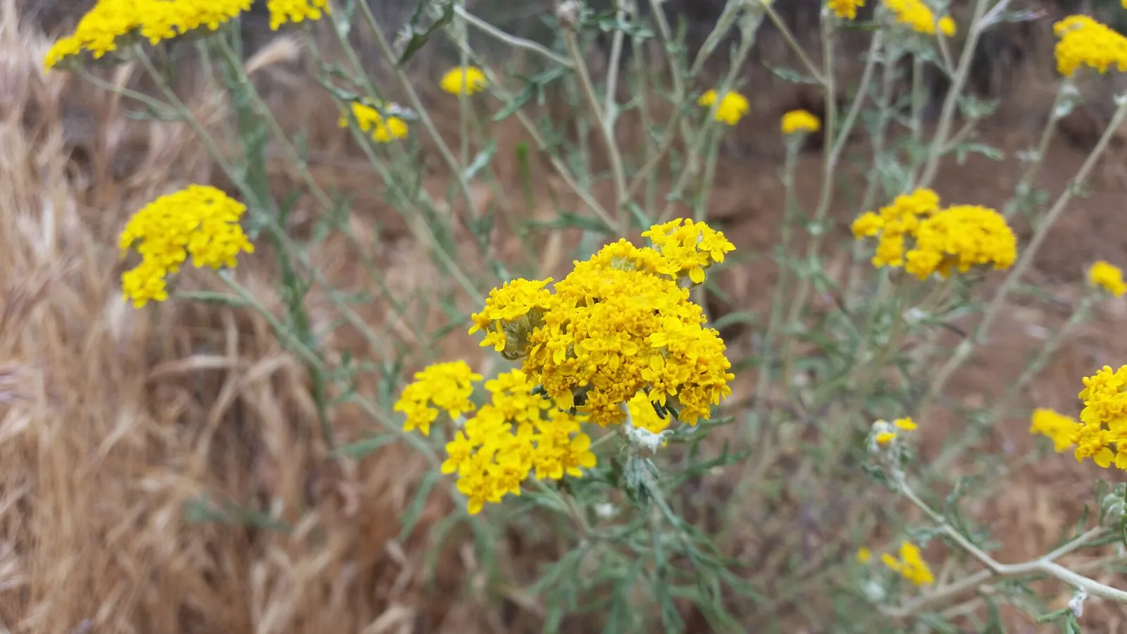 Yellow flower above Santa Margarita River, Temecula, California