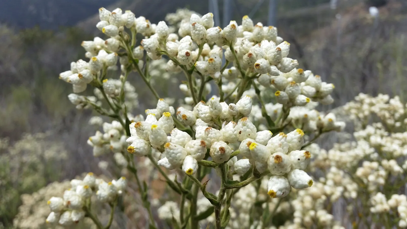 White flower above Santa Margarita River, Temecula, California